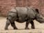 Rhino
