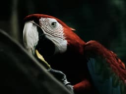 Scarlet Macaw