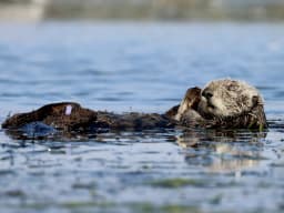 Sea Otter