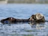 Sea Otter