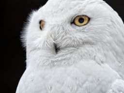 Snowy Owl