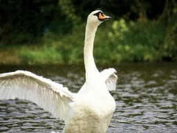 Swan