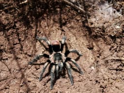 Tarantula