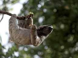 Three-Toed Sloth