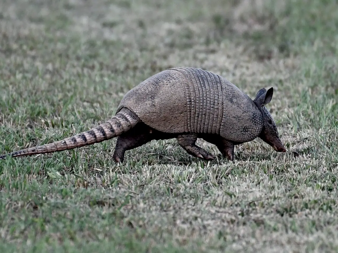 Armadillo