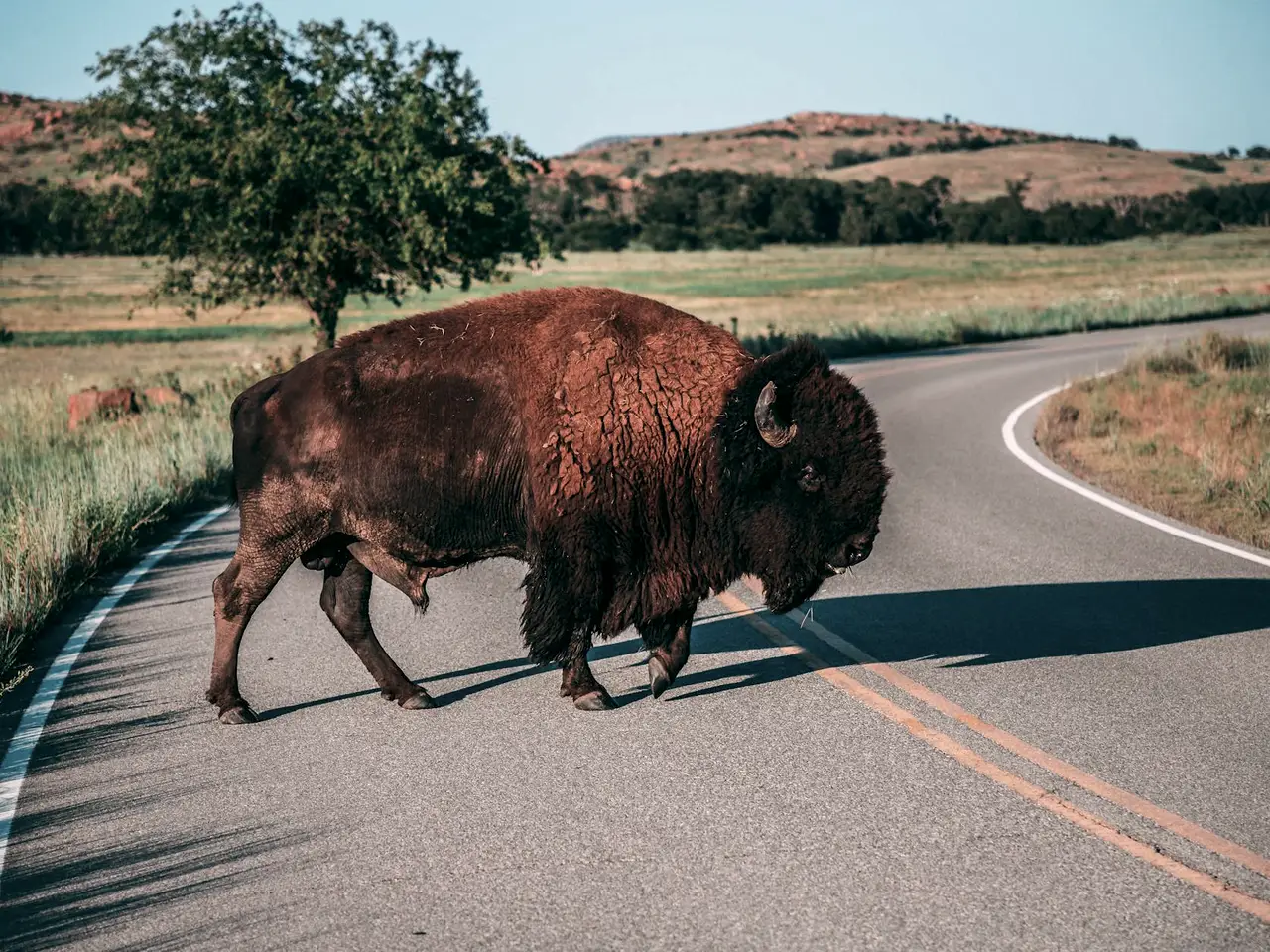 Bison