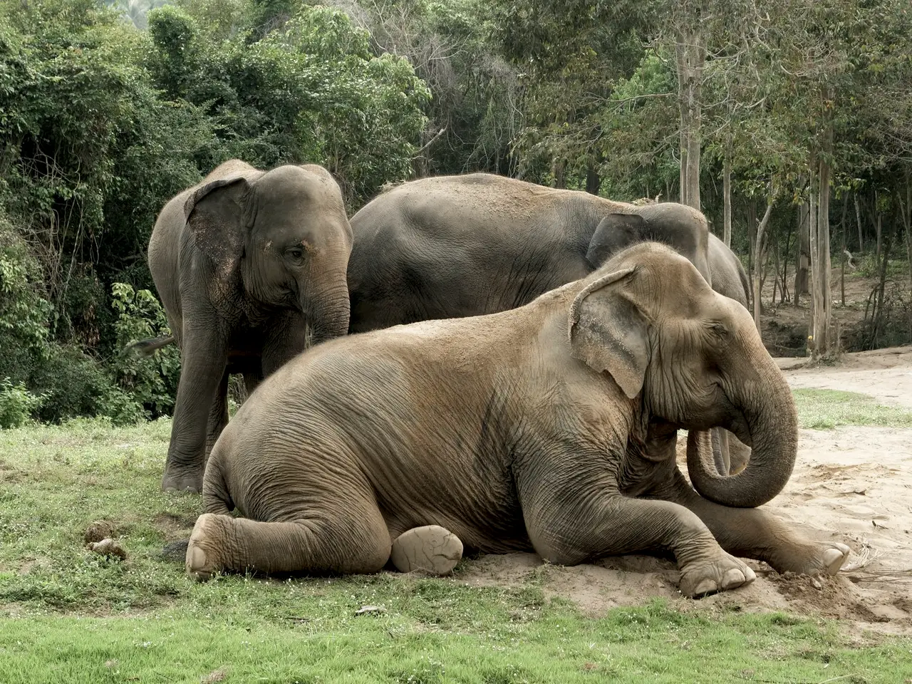 Elephant