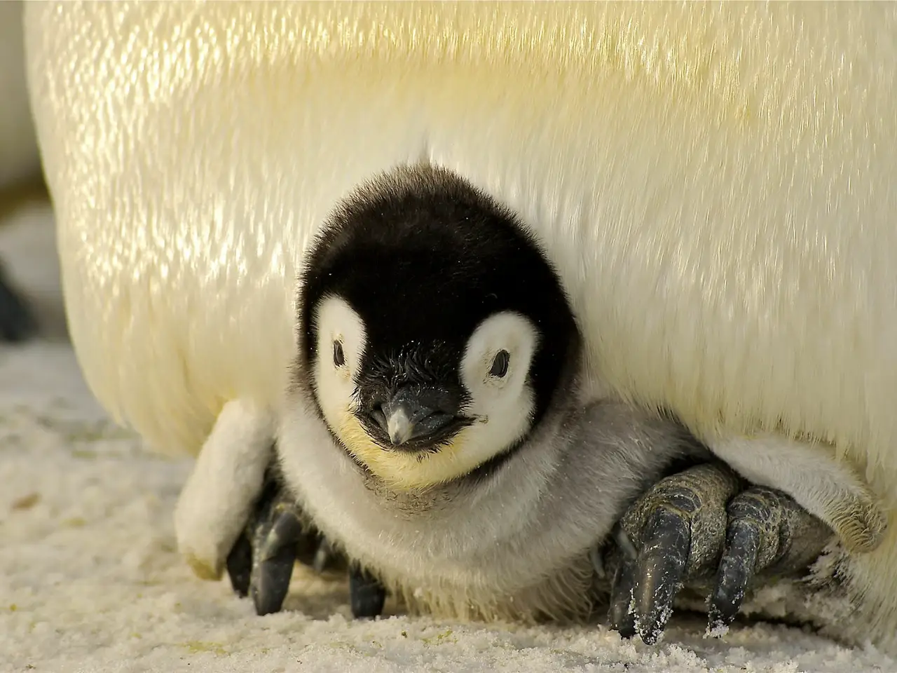 Emperor Penguin