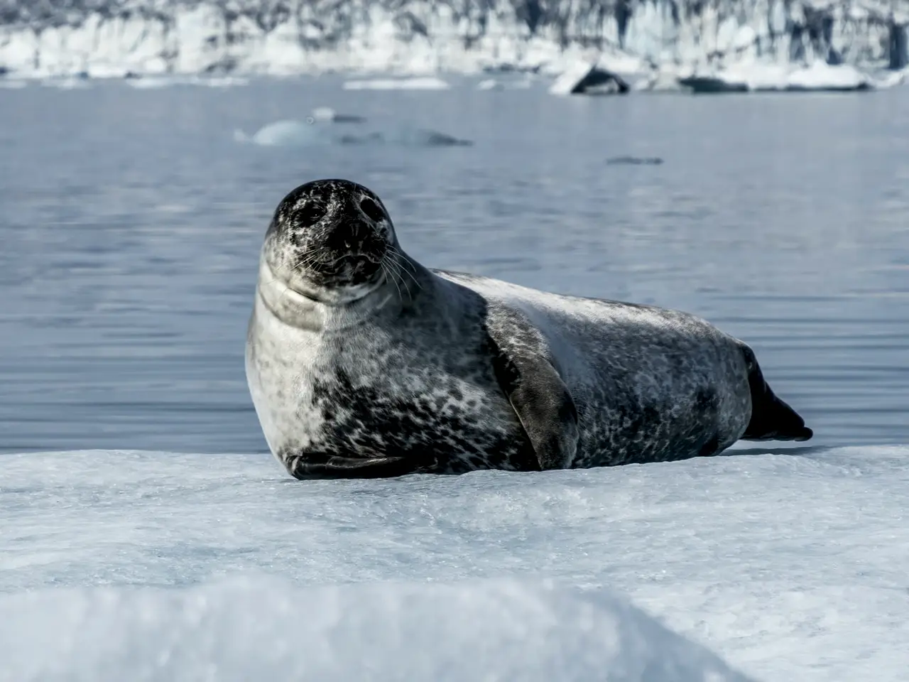 Harp Seal