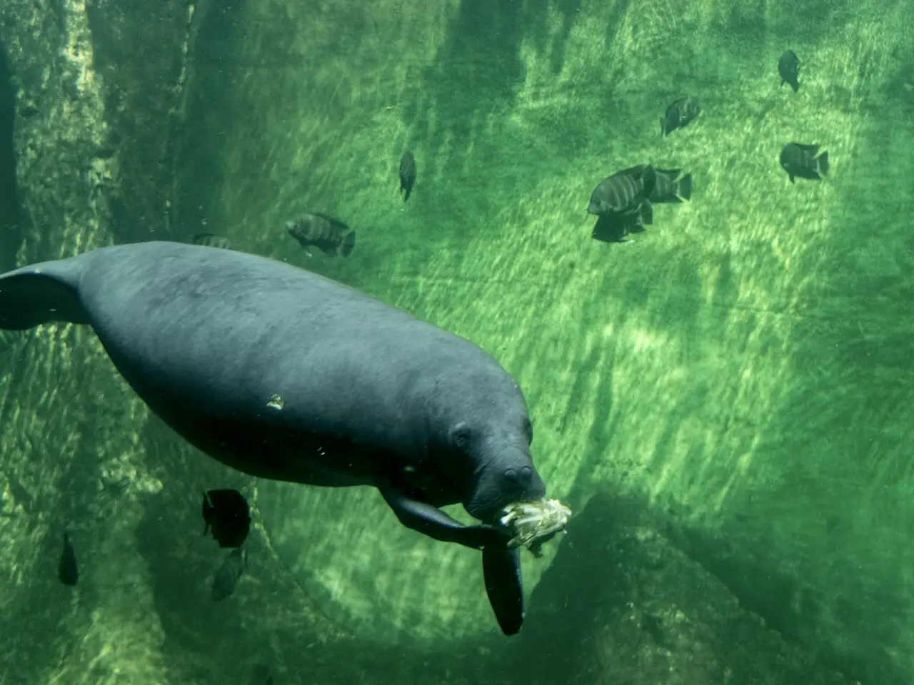Manatee