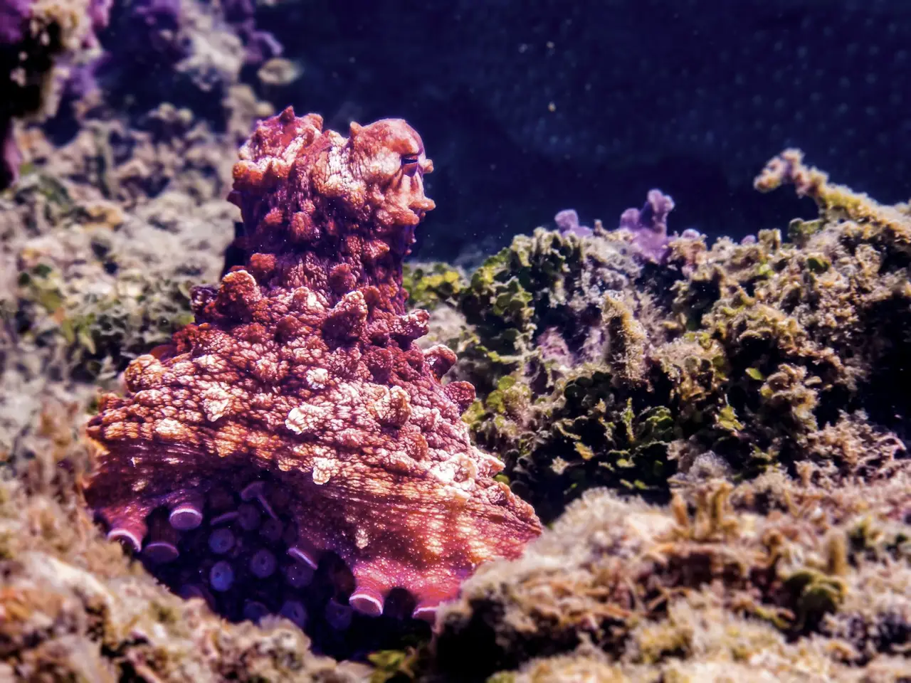 Octopus