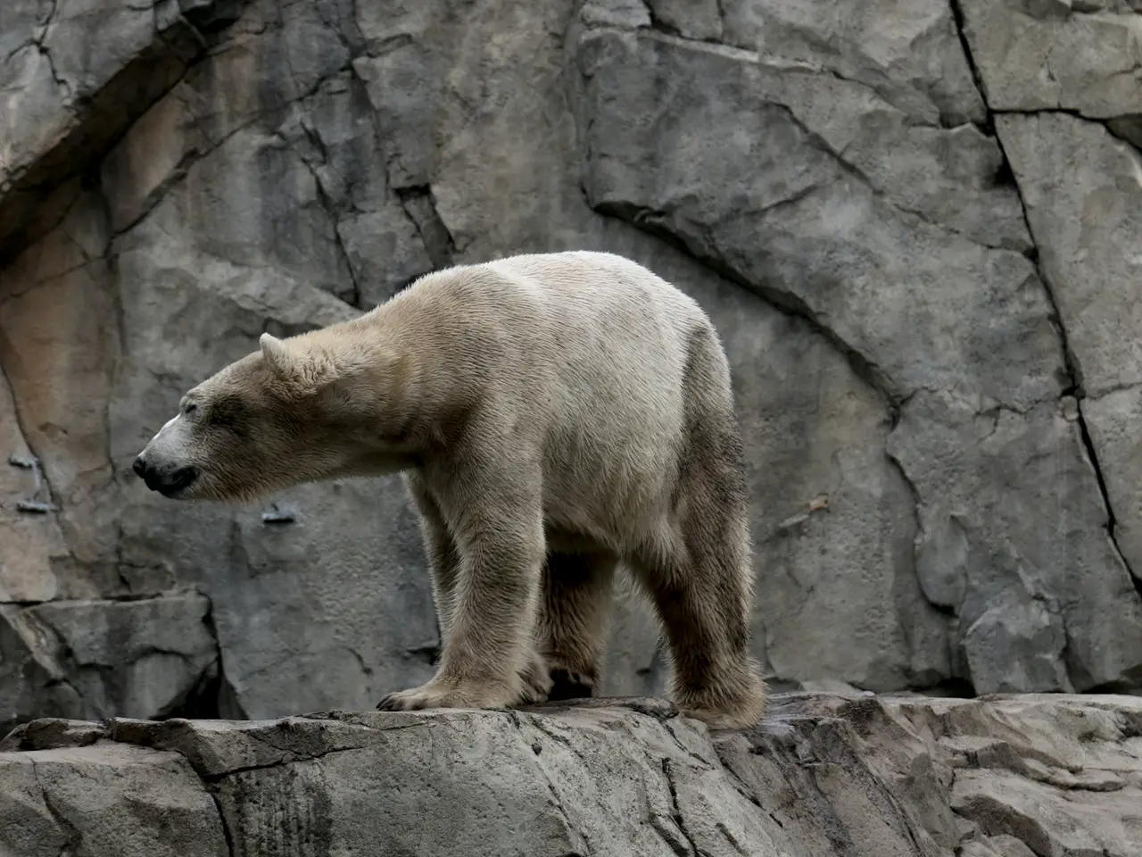 Polar Bear