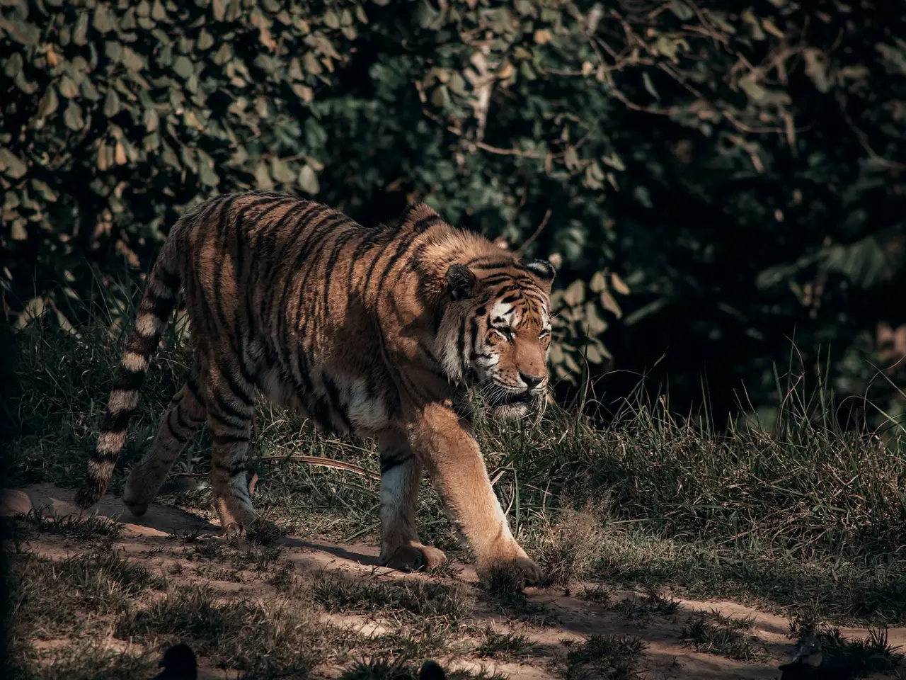 Tiger