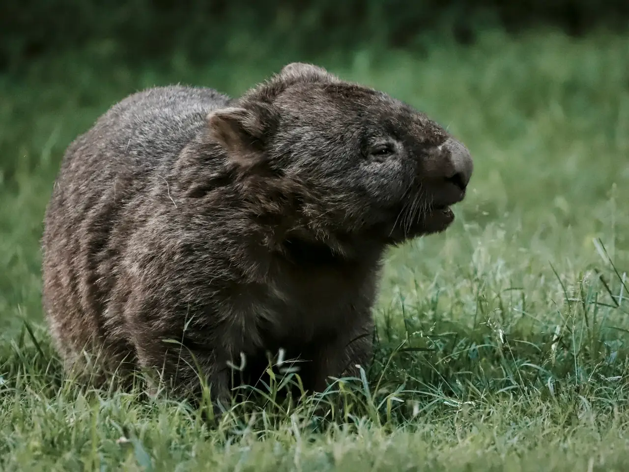 Wombat